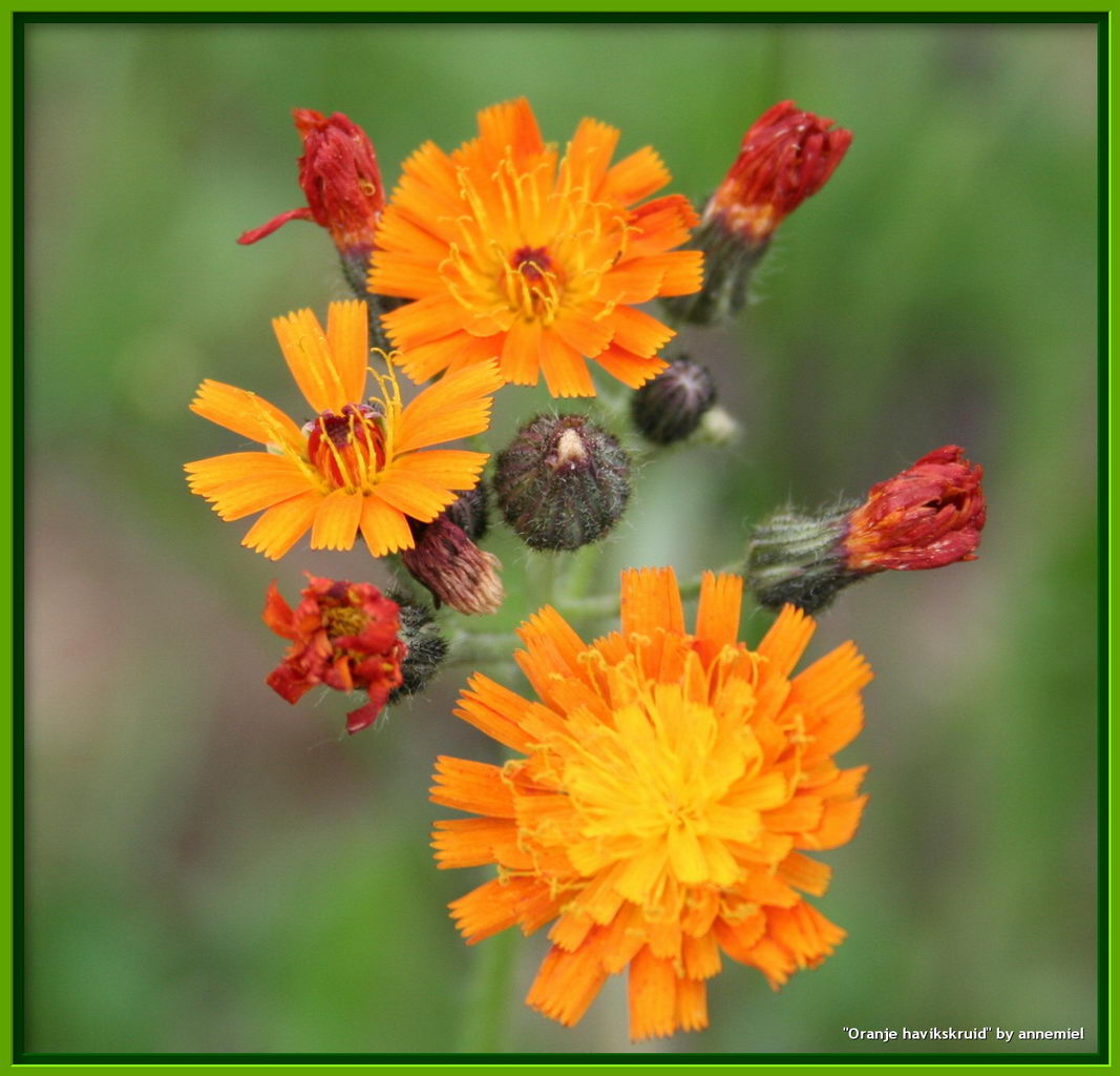 قلم موی شیطان